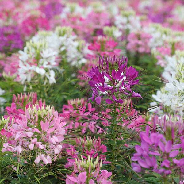 Cleome Spinosa Mixed Color Flower Seeds